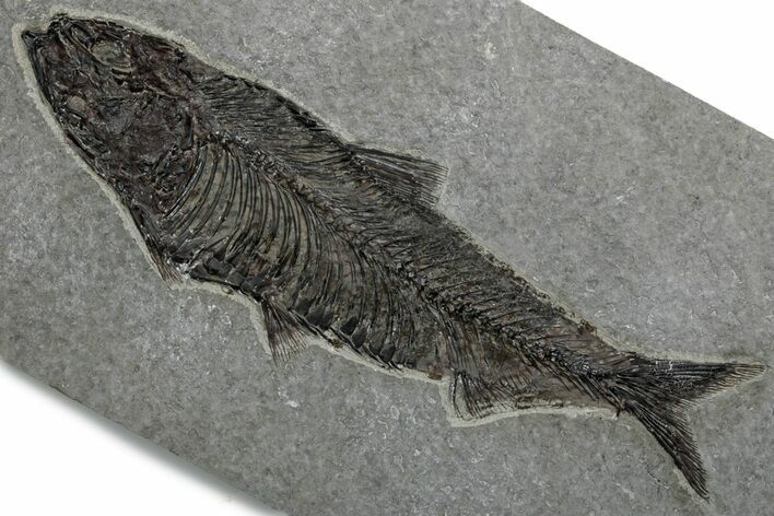 Detailed Fossil Fish (Knightia) - Large for Species! #382765